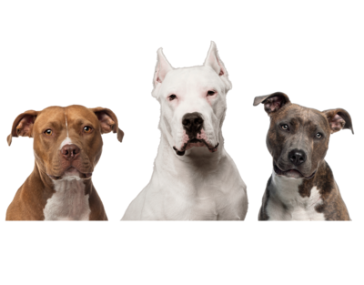 Seguro para Perros Peligrosos