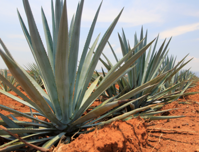 AGAVES & CACTUS