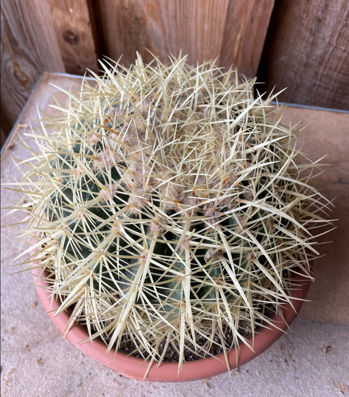 cactus