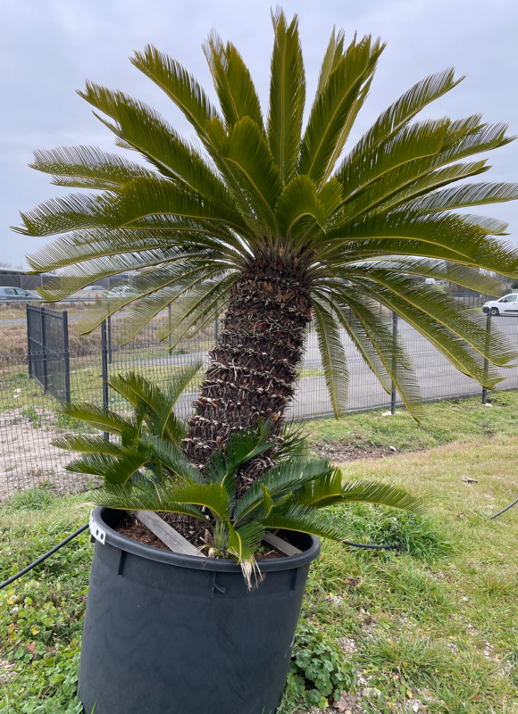 CYCAS REVOLUTA