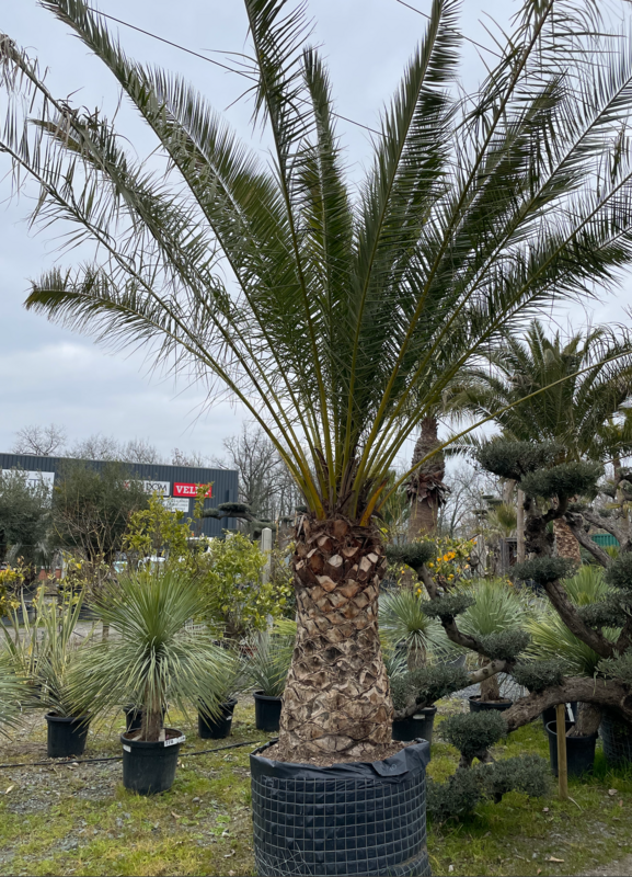 Phoenix canariensis