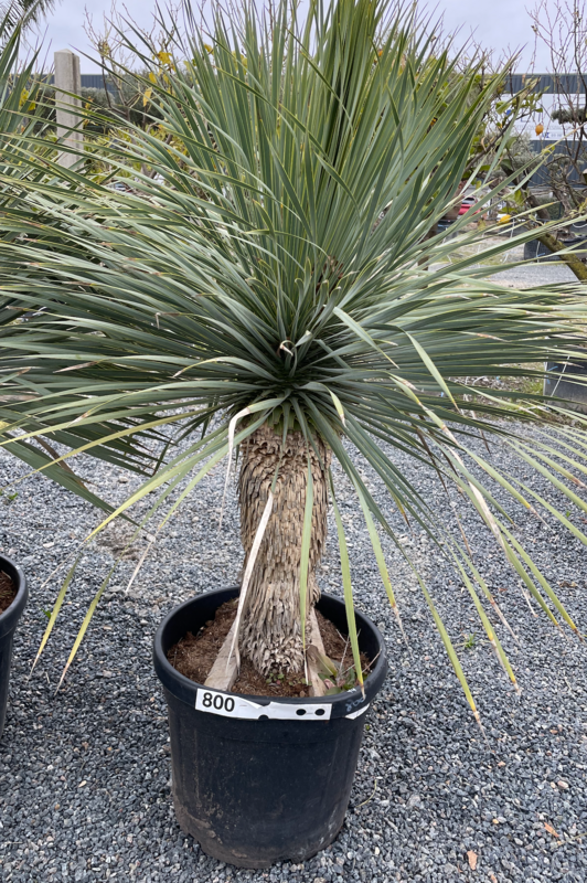 YUCCA ROSTRARA