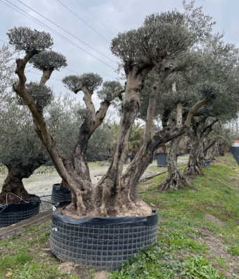 olivier pompom