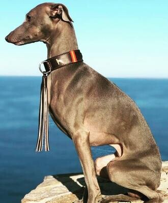 Collares para perros
