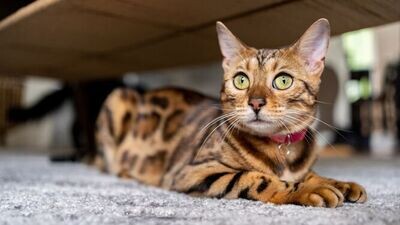 Collares para gatos
