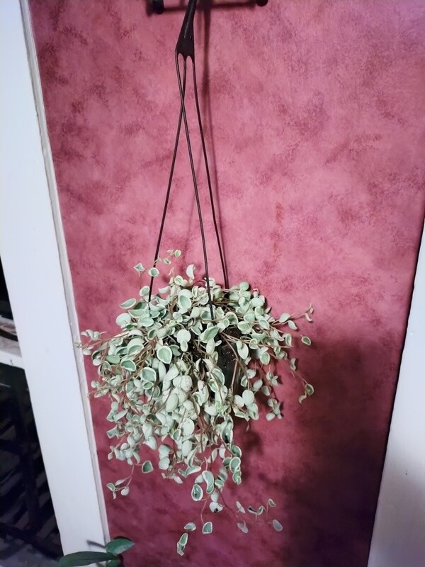 White cloud peperomia hanging basket
