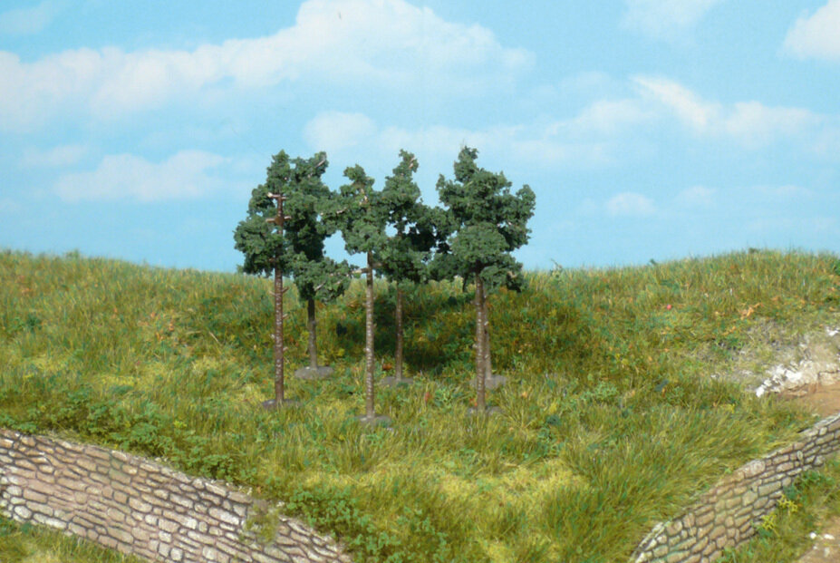 6 Kiefern 