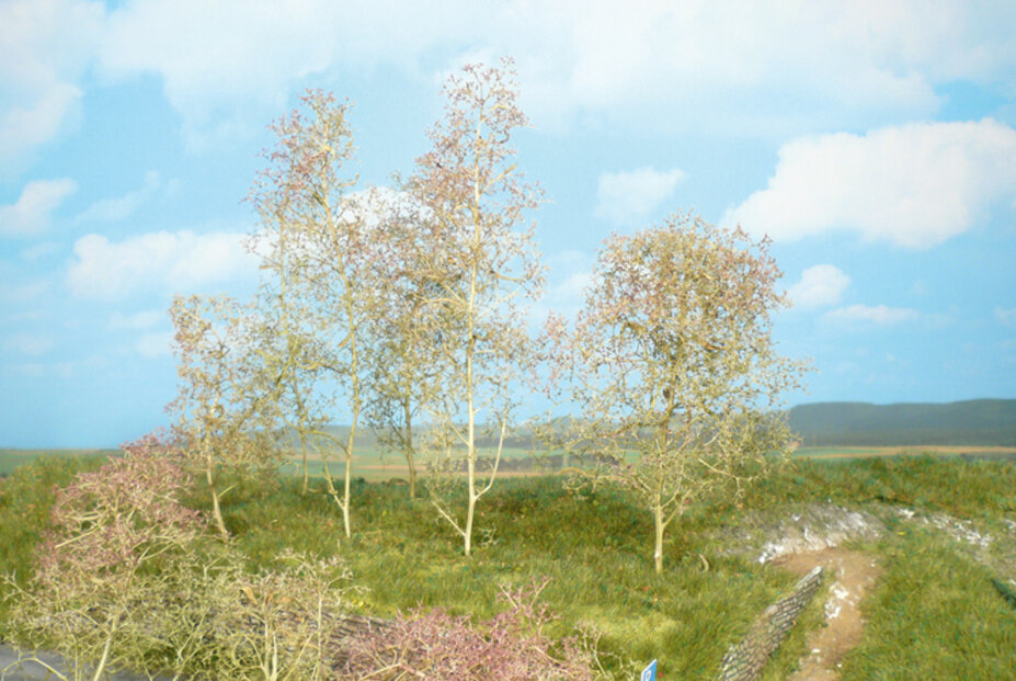 35 Bäume Seemoos natur