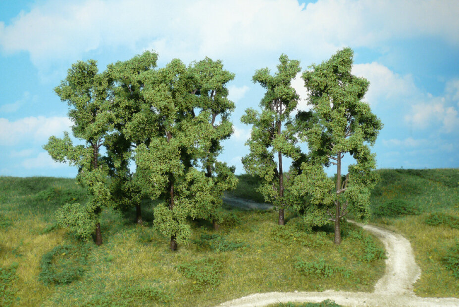 6 Erlen 