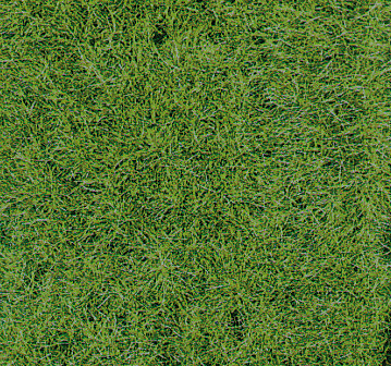 Wildgrasmatte Waldboden