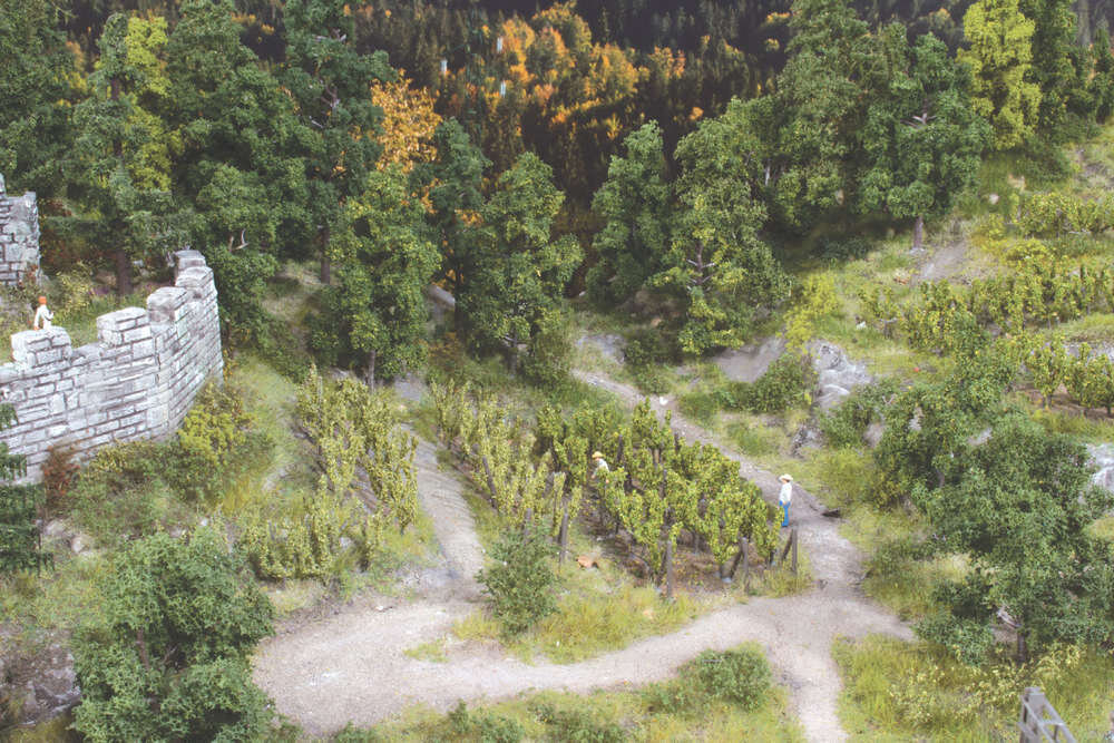 Weinreben, 36 Stück