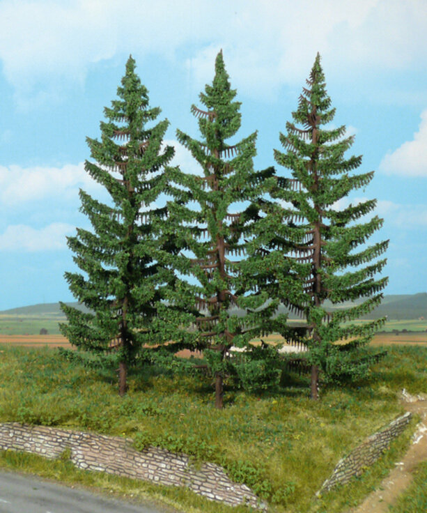 3 Bergfichten 