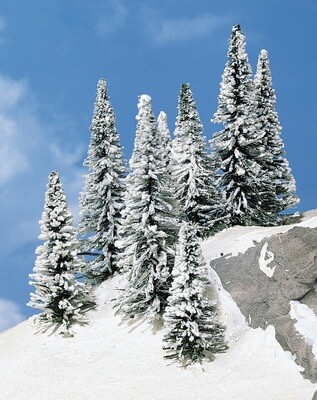 8 Schneetannen 