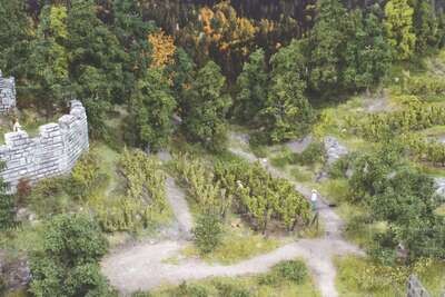 Weinreben, 36 Stück