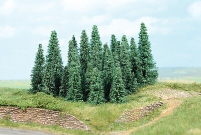 20 Silbertannen 