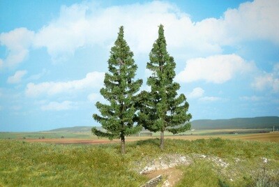 2 Bergfichten 