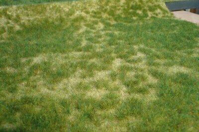 realistic Wildgras Sommergras