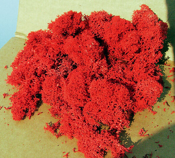 Islandmoos rot