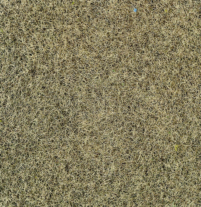 Grasfaser Wintergras