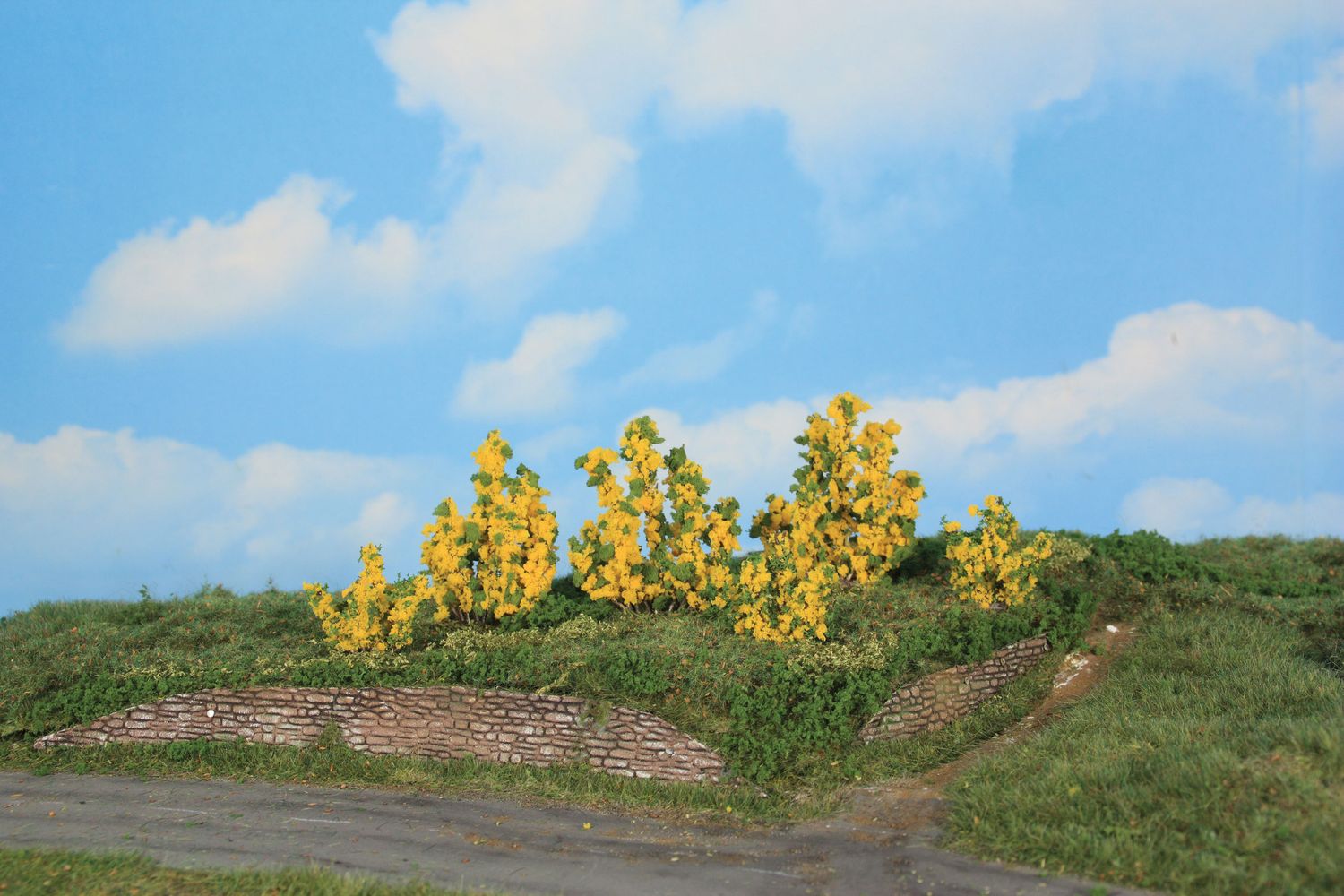 6 Forsythiensträucher 3 - 6 cm