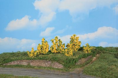 6 Forsythiensträucher 3 - 6 cm