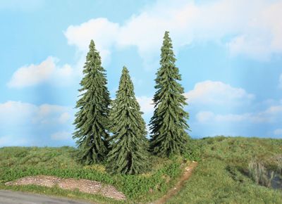 3 Wetterfichten 18 - 22 cm