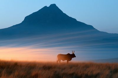 Nguni: Heritage in Motion