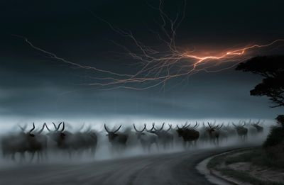 Ankole-Watusi: Cattle of Kings