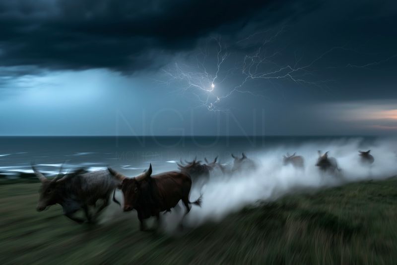 Surge, Unbroken. Original Nguni Motion Layered Photographic Art Canvas Print