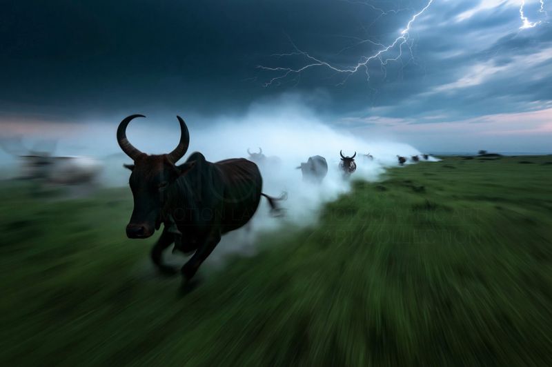 Vanguard, Undaunted. Original Nguni Motion Layered Photographic Art Canvas Print