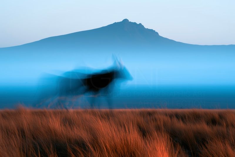 Drift, Unhurried Nguni. Original Motion Layered Photographic Art Canvas Print