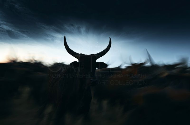 Bastion, Unmoved. Original Ankole-Watusi Cattle Motion Layered Photographic Art Canvas Print