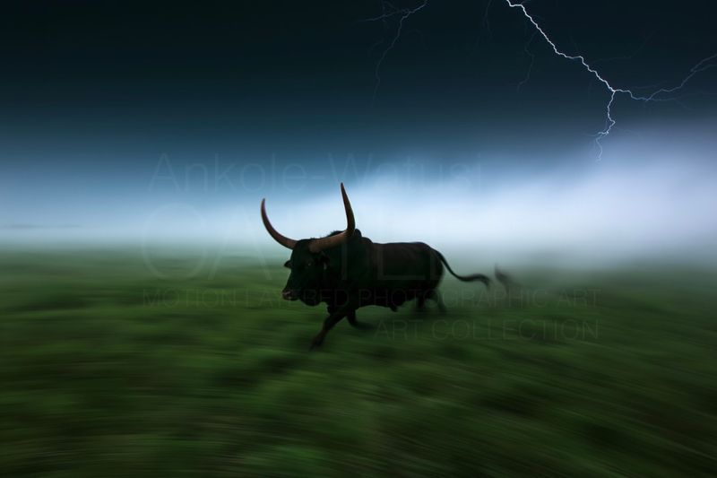 Outrider, Unaccompanied. Original Ankole-Watusi Cattle Motion Layered Photographic Art Canvas Print
