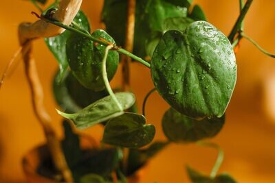 Epipremnum