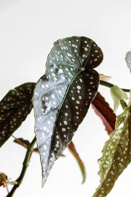 Begonias