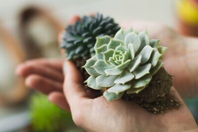 Succulents