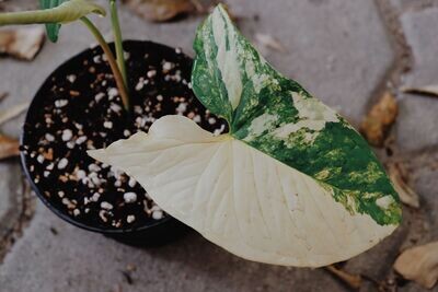 Syngoniums