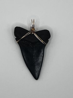 2.5&quot; Megladon Tooth Pendant Hand Wrapped in 14k Gold - Barb&#39;s Design