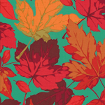 Maples, burst