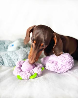 Knuffel PANSY