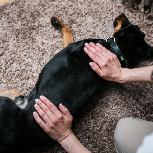 Natuurlijke balans voor je hond