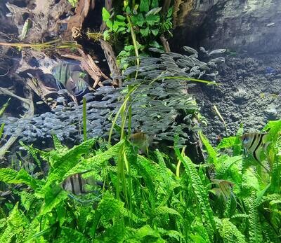 Aquarium