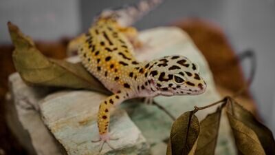 Terrarium