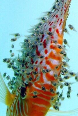 Aquarium breeding accessories