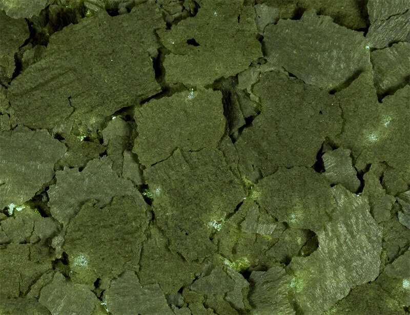 Spirulina flakes