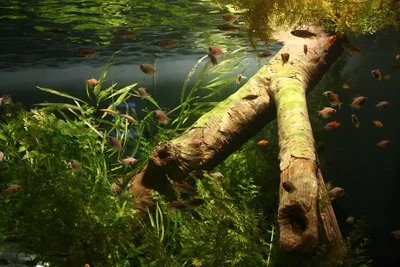 Aquarium wood