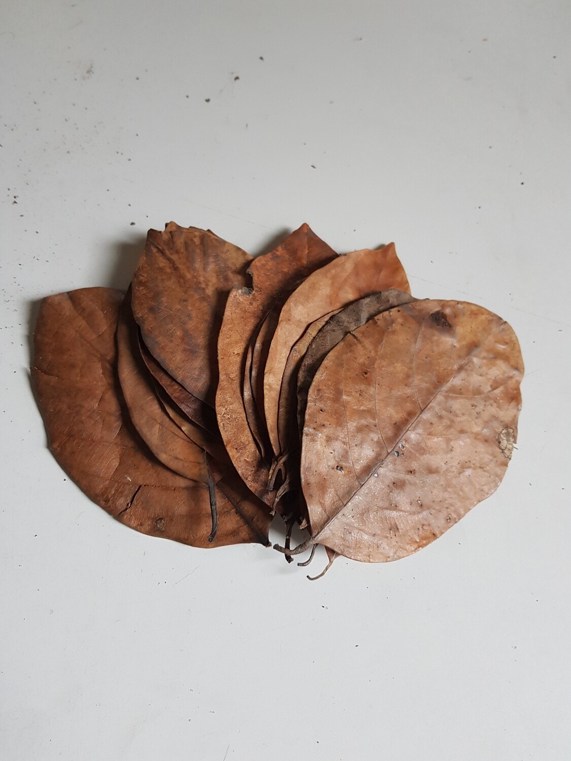 CeramicNature catappa leaves 10x (Medium)