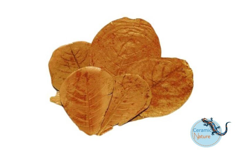 ​CeramicNature catappa leaves 10x (XL)