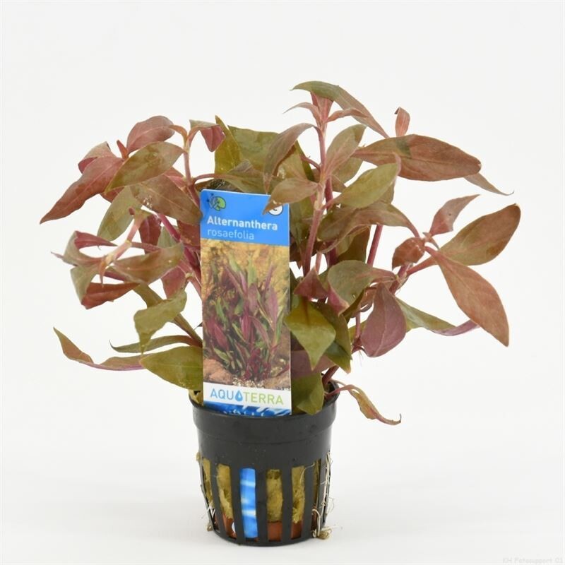 ​Alternanthera Rosaefolia