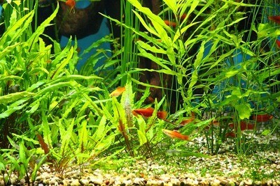 Aquarium plants